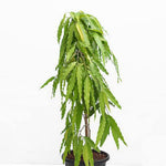 Indian Mast Tree - False Ashok Plant- Budha Tree