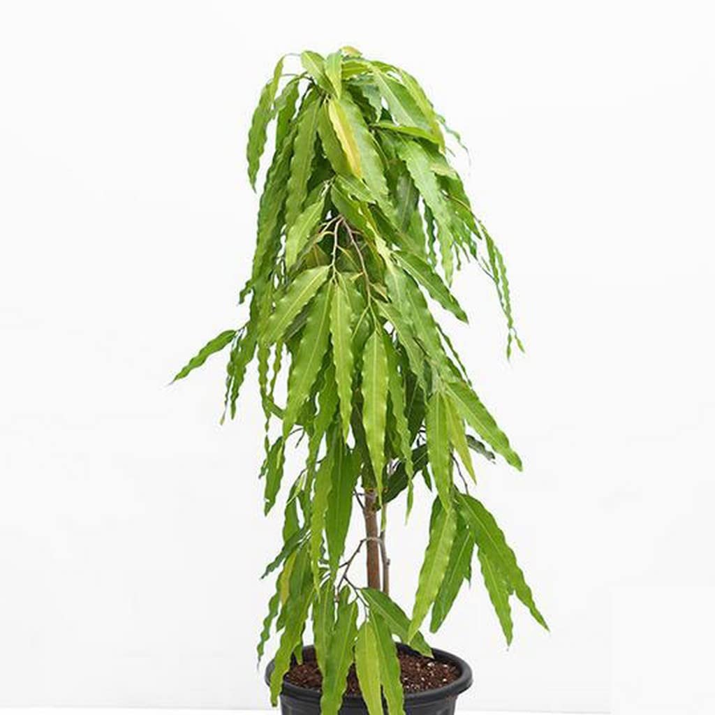 Indian Mast Tree - False Ashok Plant- Budha Tree