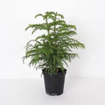 Norfolk Island Pine-Christmas Tree