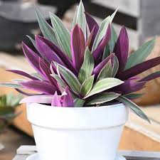 Oyster Plant - Moses-in-the-Cradle