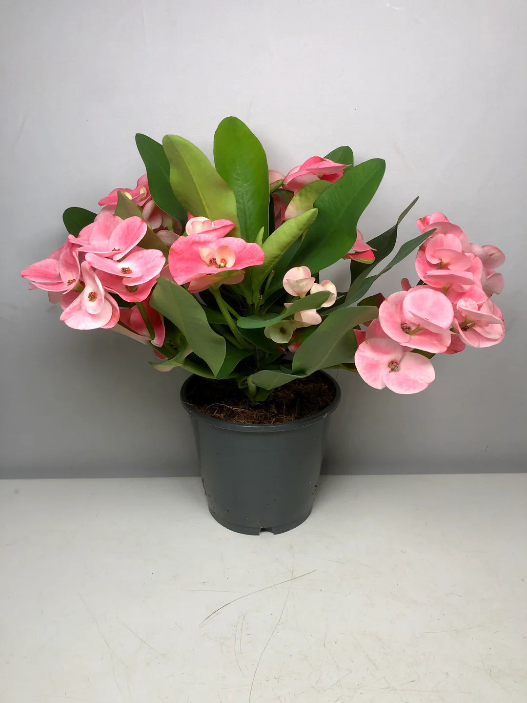 Local Crown-of-thorns - Christ Plant - Christ Thorn - Euphorbia Plant