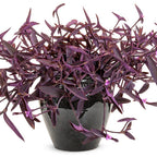 Purple Queen Plant - Purple Heart - Wandering Jew