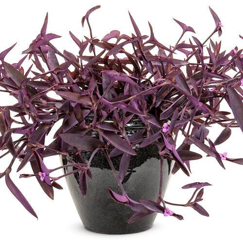 Purple Queen Plant - Purple Heart - Wandering Jew
