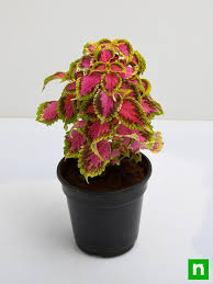 Coleus Plant