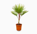 Red Latan Palm