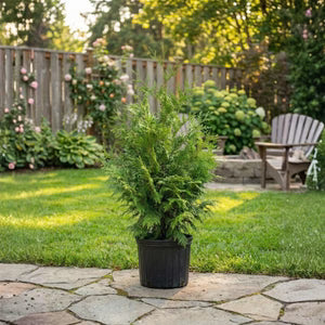 Rocket Thuja Plant - Thuja Occidentalis 'American Pillar'