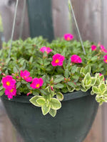 Moss-Rose Purslane- Sun Rose- Rose Moss