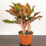 Aglaonema - Red Siam