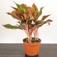 Aglaonema - Red Siam