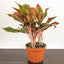 Aglaonema - Red Siam
